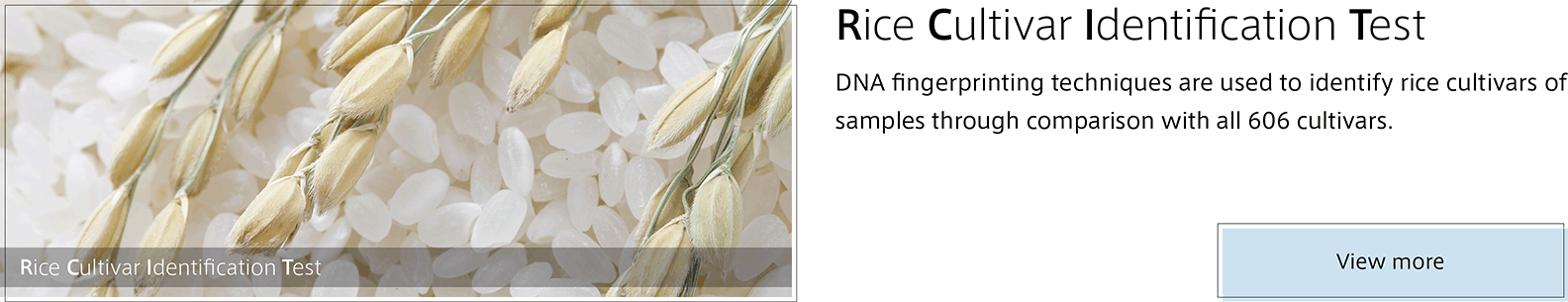 Rice Cultivar Identification Test